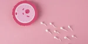 IVF-Procedure-Step-by-Step